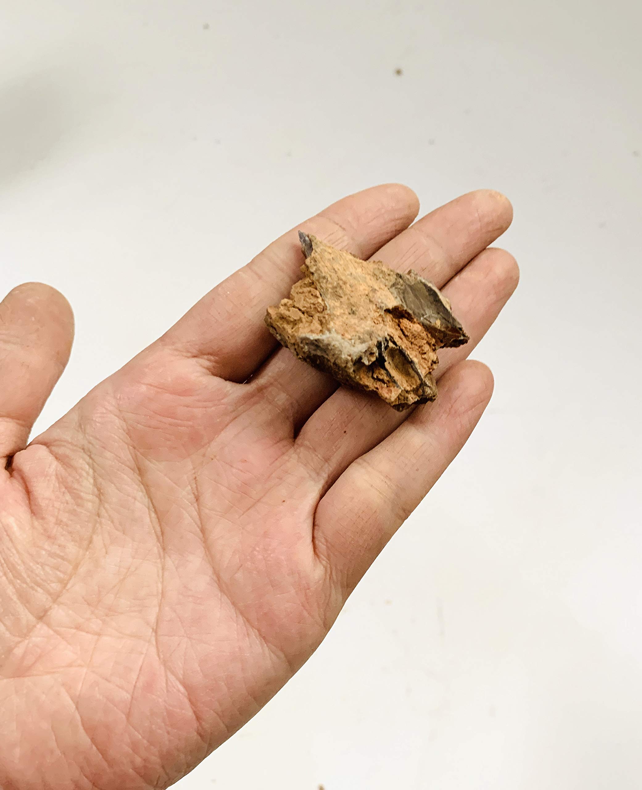 Amazon.co.jp: 気孔石 黄虎石 蜂炎石 20-50㎜ 形状お任せ 22個 水槽